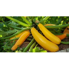 Courgette- Selection Sativa